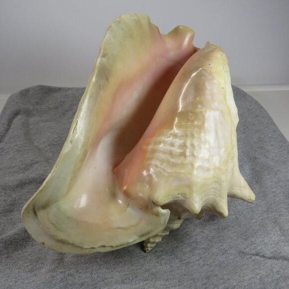Large REAL Conch Sea Shell 10" tall 8" wide has some chips Tan pink white outer - Picture 2 of 10